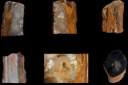 petrified wood0001.jpg